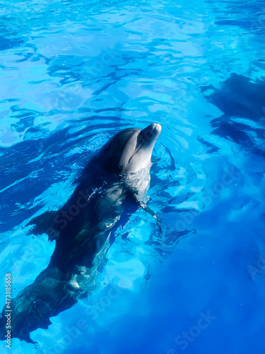 bottlenose dolphin swims in the blue water of the pool