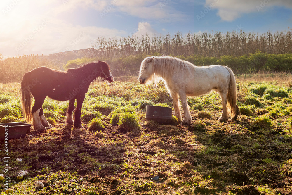 Dark and white horse in a field by a feeding bucket looking at each other. Warm sunny day. Selective focus. equestrian industry concept. Nature background. Cloudy sky, sun flare. Dark and white horse in a field by a feeding bucket looking at each other. Warm sunny day. Selective focus. equestrian industry concept. Nature background. Cloudy sky, sun flare.