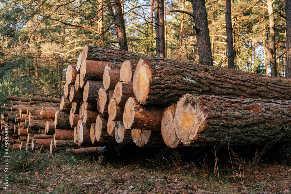 Sawed pine trees, stacked in stacks against background of forest. Logging for production Sawed pine trees, stacked in stacks against background of forest. Logging for production