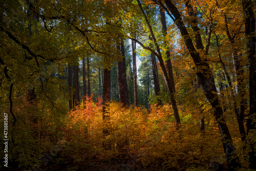 Colors of Fall in Sedona Arizona 2021