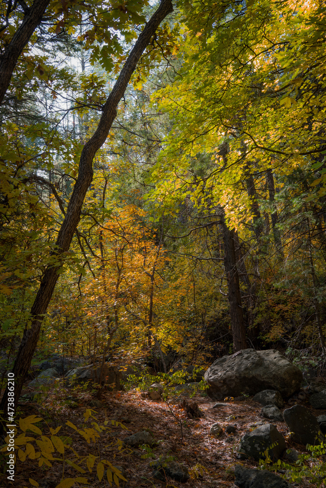 Colors of Fall in Sedona Arizona 2021