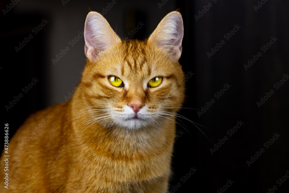 Portrait of an angry ginger cat