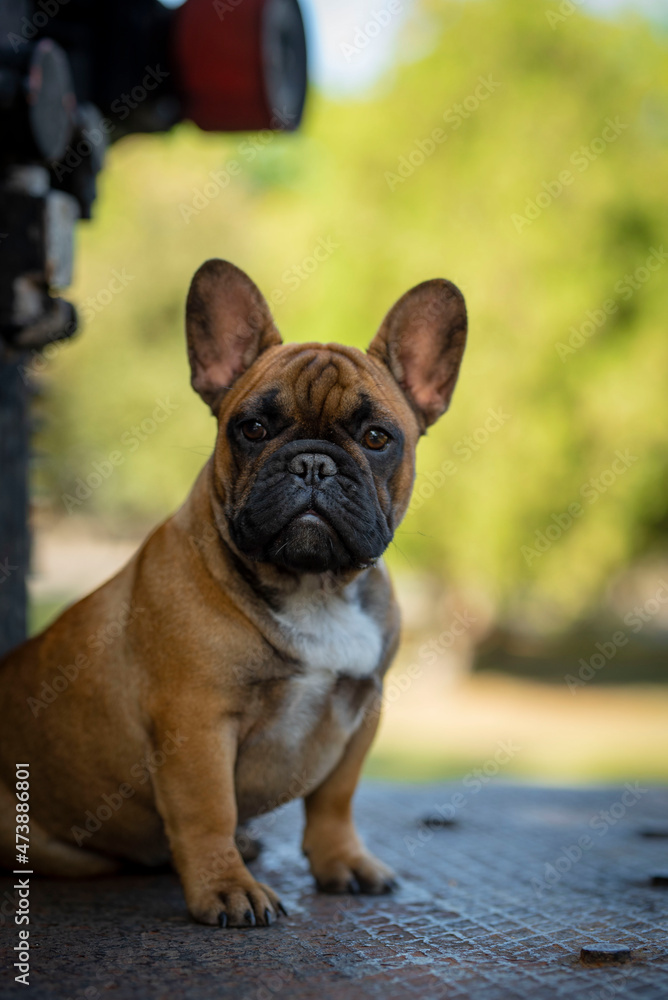 brown french bulldog puppy
