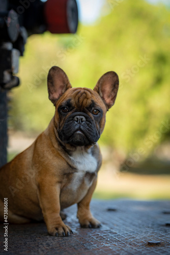 brown french bulldog puppy 