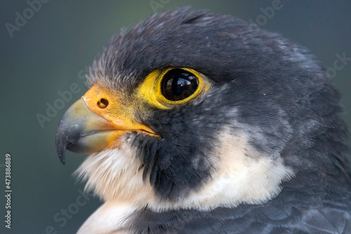 peregrine falcon  captive