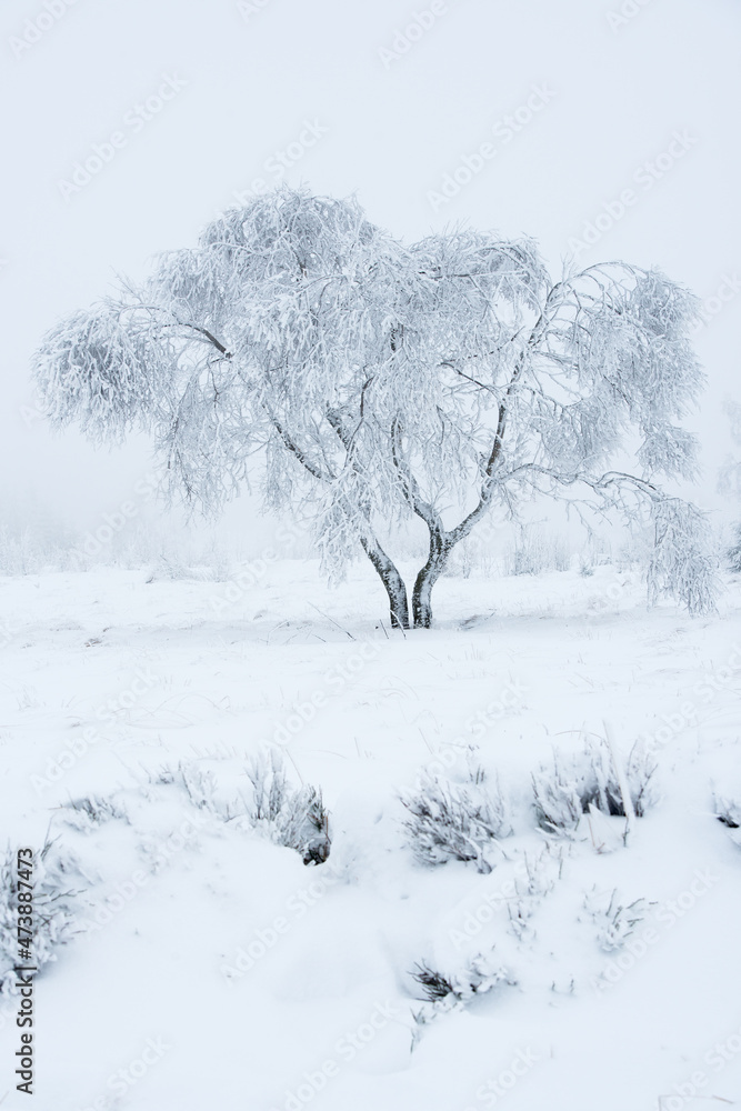 Fototapeta premium tree in snow
