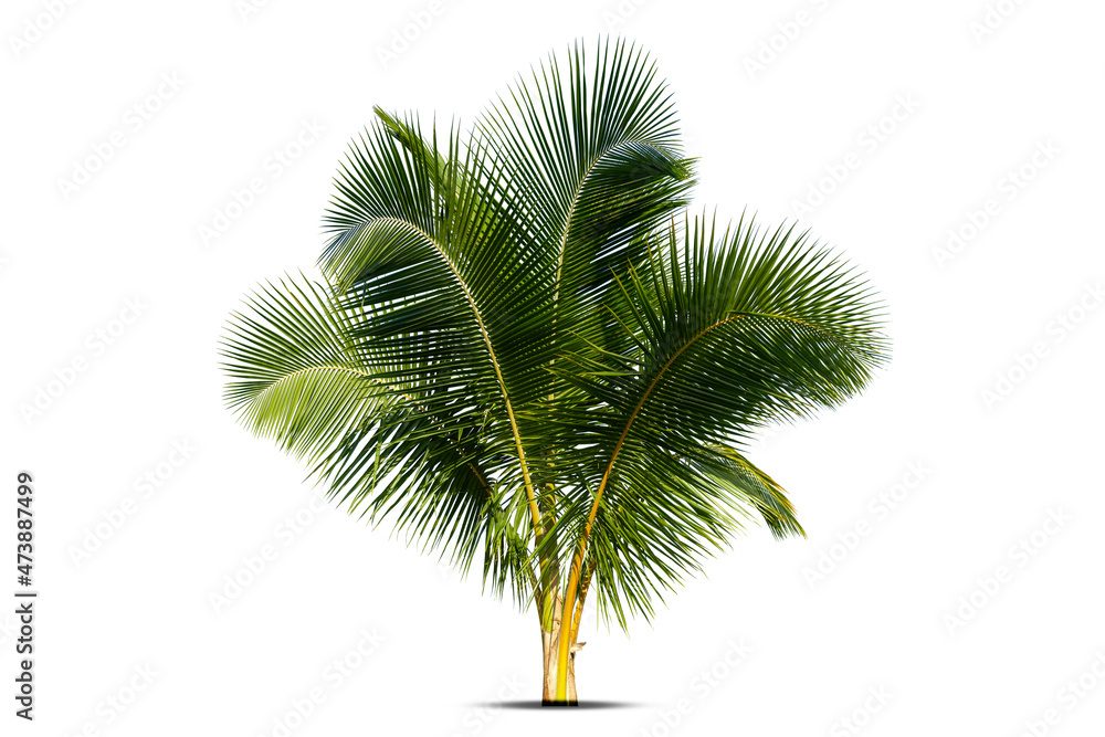 Fototapeta premium Young coconut tree , Coconut palm tree seedling isolate on white background.