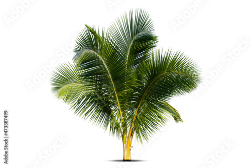 Young coconut tree , Coconut palm tree seedling isolate on white   background. © pornsawan