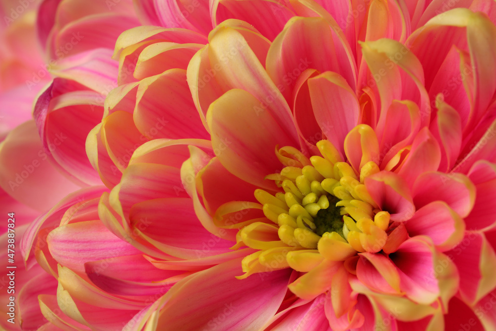 Fototapeta premium Beautiful blooming chrysanthemum flower as background, closeup