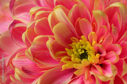 Beautiful blooming chrysanthemum flower as background, closeup © New Africa