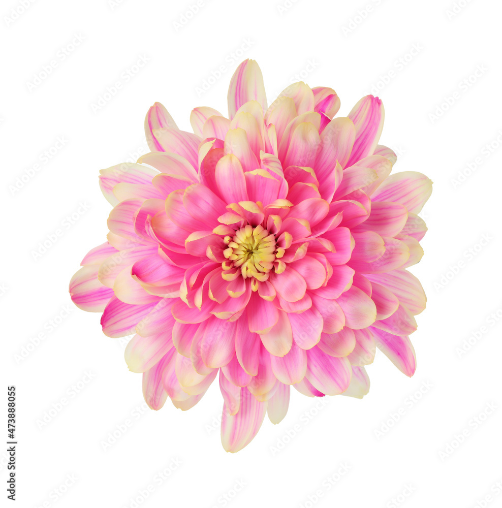 Beautiful blooming chrysanthemum flower isolated on white