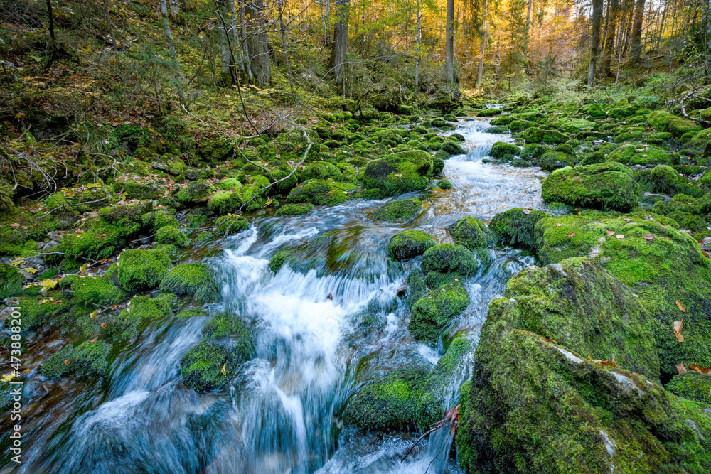 Small creek flowing between moss covered rocks through the forest. Vorarlberg, Riezlern

