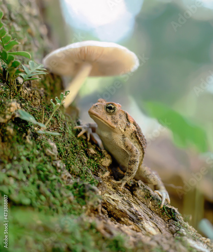 Southern Toad and mushroom on tree trunk - Bufo terrestis photo