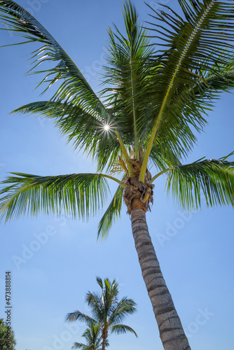 Coconut Palm trees and blue sky
