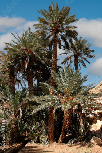 Palm grove of tafilalet in morocco photo