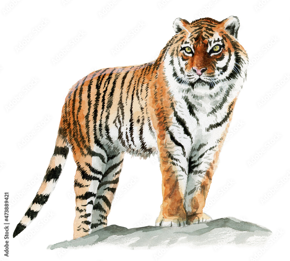 アナログ水彩岩の上に立つ虎の成獣全身図水墨画風