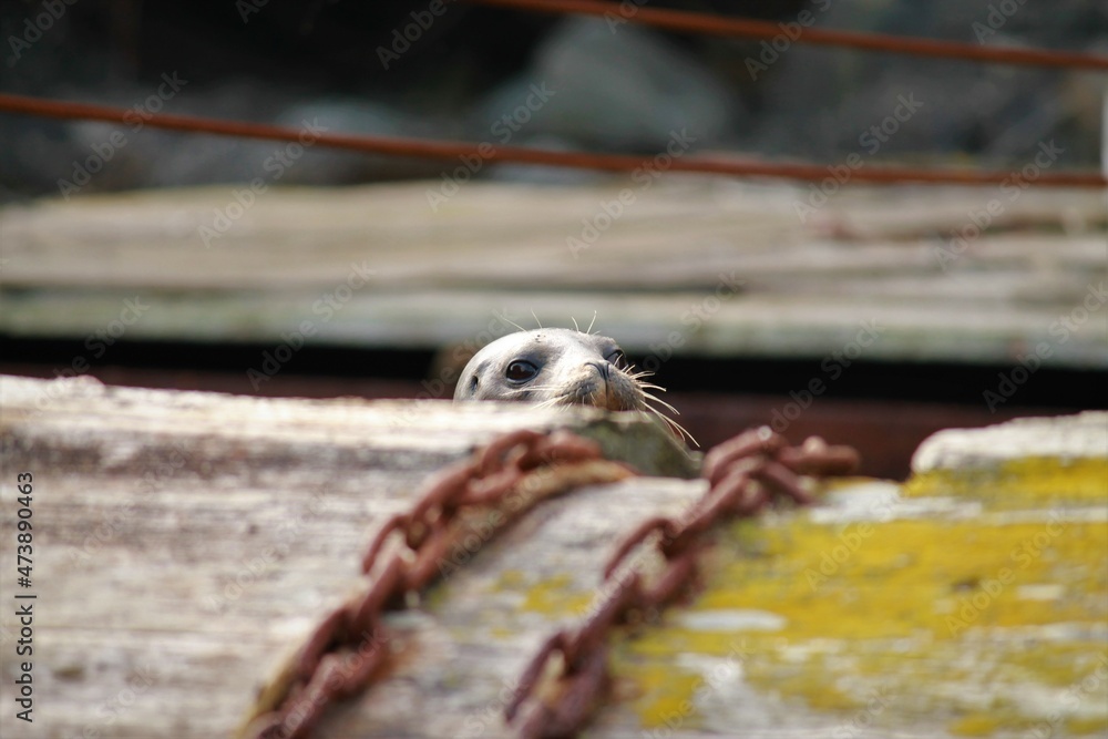 Obraz premium Harbor seal peeking 