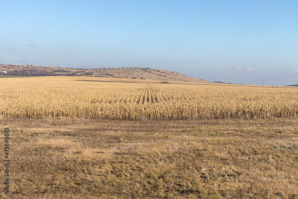 Autumn view of Aldomirovtsi marsh, Bulgaria