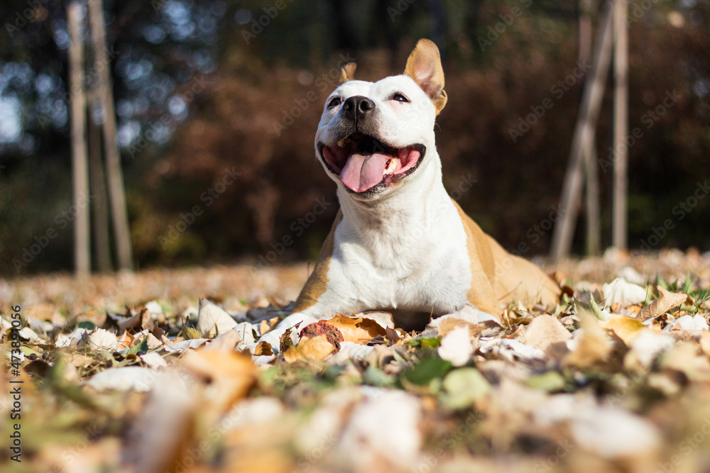 Happy pet dog in the forest, autumn concept. Playing, walking, watching arround