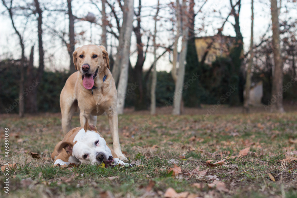 Two happy dog friends in the park playing. Autumn/winter Two happy dog friends in the park playing. Autumn/winter