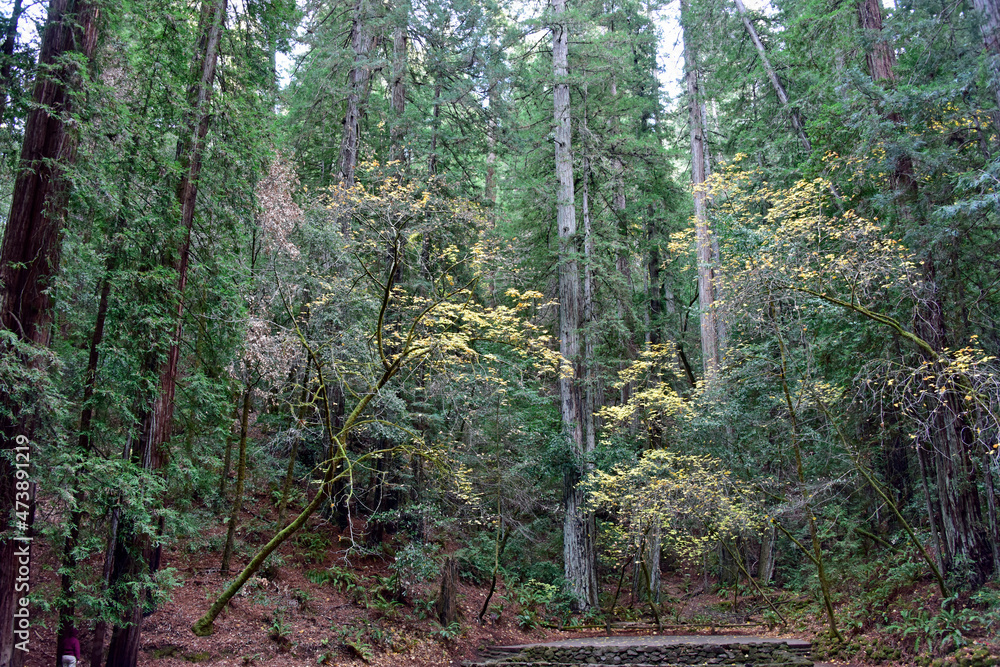Obraz premium Forest Scene at Armstrong Woods, California