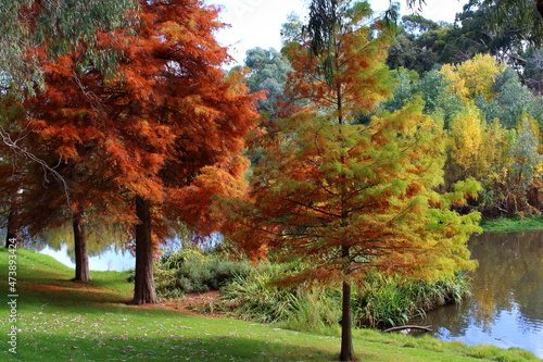 autumn park in the Adelaide Botanic Garden