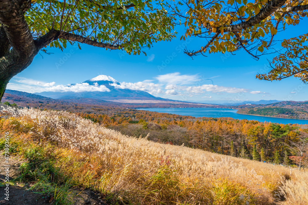 Fototapeta premium 富士山