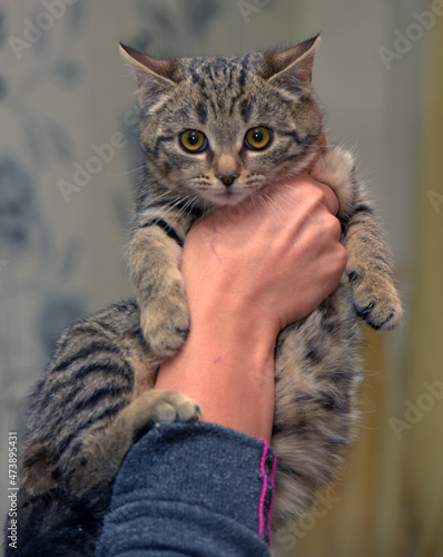 little frightened striped kitten in hands