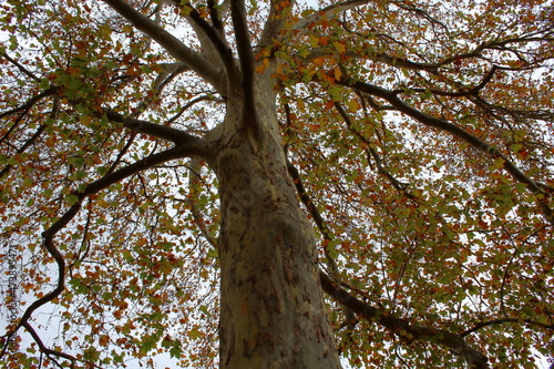 autumn in the Adelaide Botanic Garden