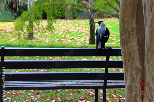 Australian magpie sitting on a bench