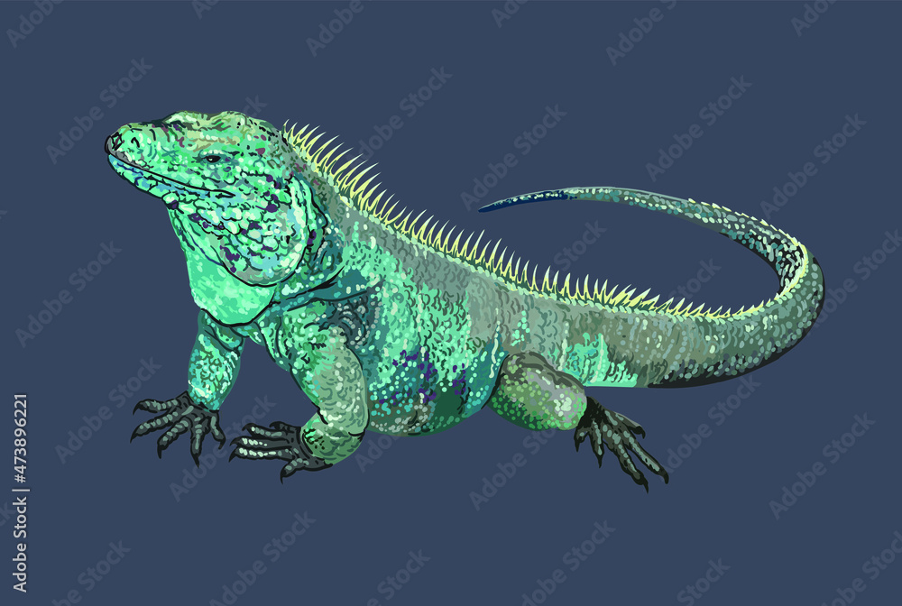 Obraz premium Grand caiman blue iguana, rare, beautiful pet, large, vegetarian, vector