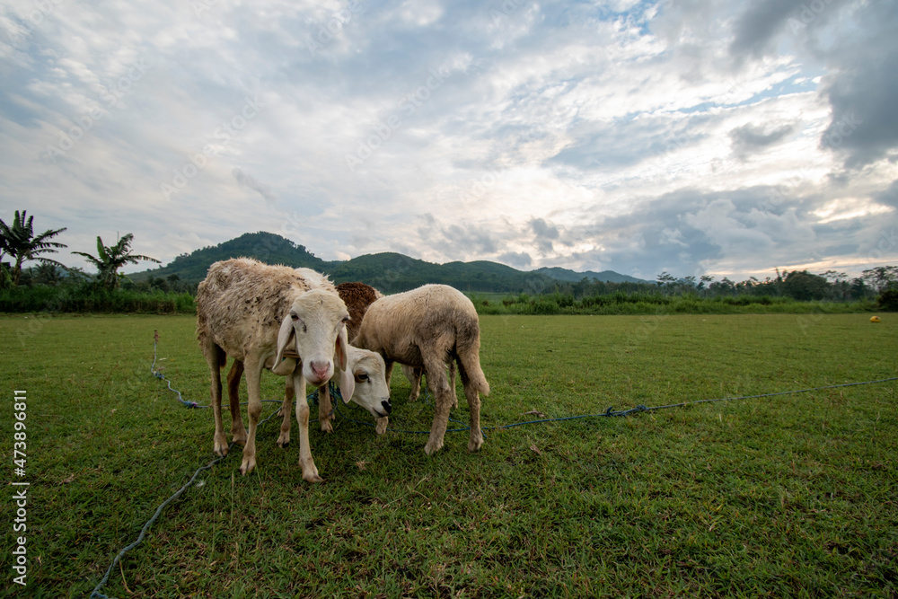 goats /sheep in the field eating grass mountains background goats /sheep in the field eating grass mountains background
