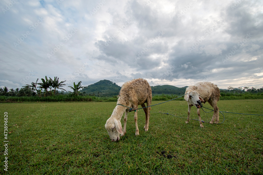 Fototapeta premium goats /sheep in the field eating grass mountains background
