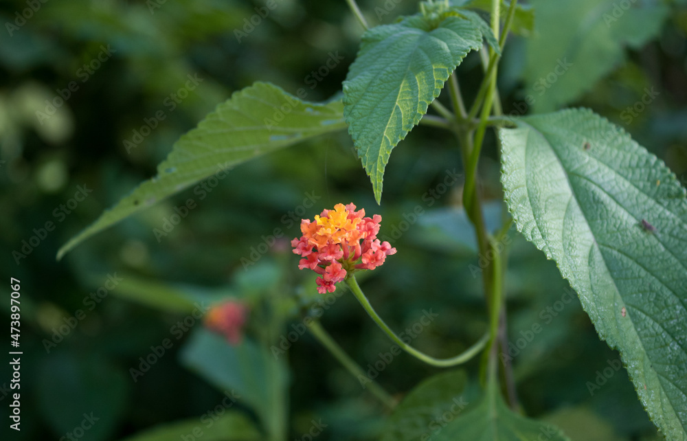 beautiful garden flowers beautiful garden flowers
