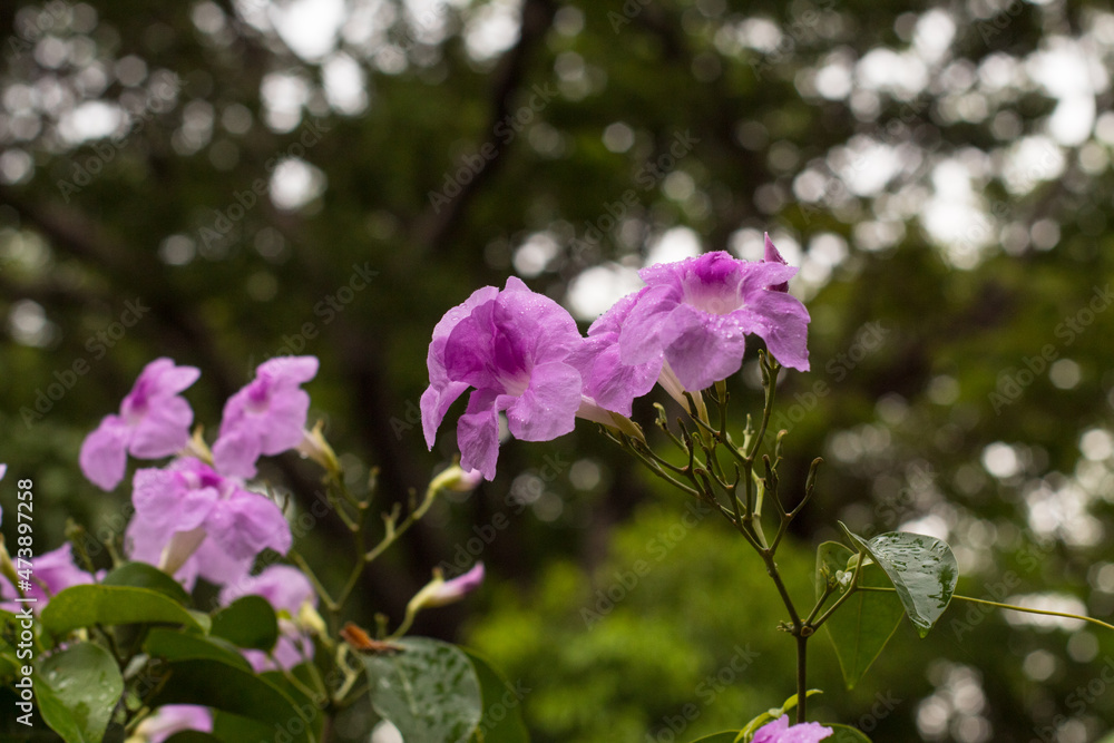 Fototapeta premium beautiful garden flowers
