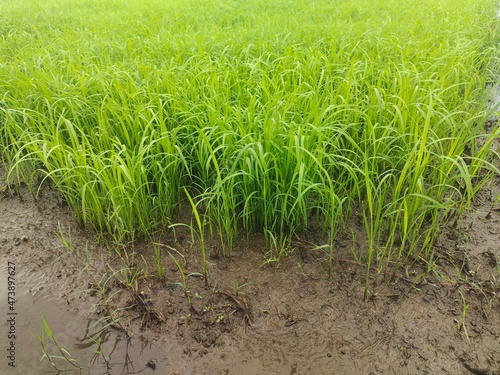 group of small rice plants with fresh green color, young rice sprout
