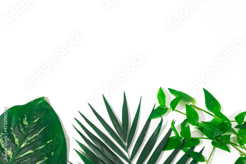 green plants background for summer