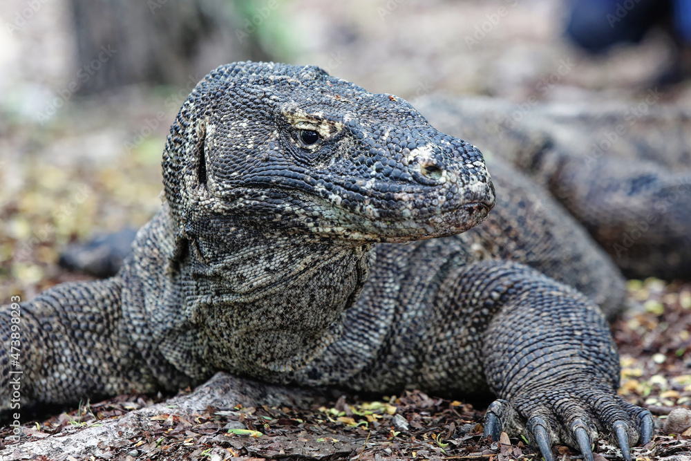 The Komodo Dragon Varanus Komodoensis Is Endemic To The Indonesian a-komodo-dragon-varanus-komodoensis-also-known-as-the-komodo-monitor