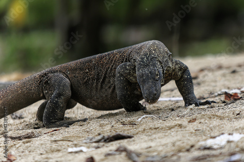 The Komodo dragon (Varanus komodoensis) is endemic to the Indonesian islands of Komodo, Rinca, Flores, and Gili Motang. 
It is the largest extant species of lizard.