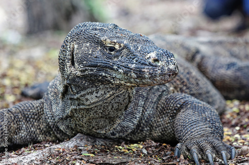 The Komodo dragon (Varanus komodoensis) is endemic to the Indonesian islands of Komodo, Rinca, Flores, and Gili Motang. 
It is the largest extant species of lizard.