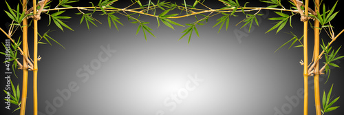 Fototapeta Naklejka Na Ścianę i Meble -  Bamboo branches With Bamboo leaves isolated on black background, Banner Design Bamboo branches With empty space Background, With clipping path,
