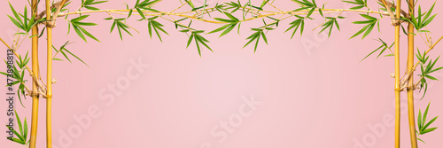 Bamboo branches With Bamboo leaves isolated on pink background, Banner Design Bamboo branches With empty space Background, With clipping path,