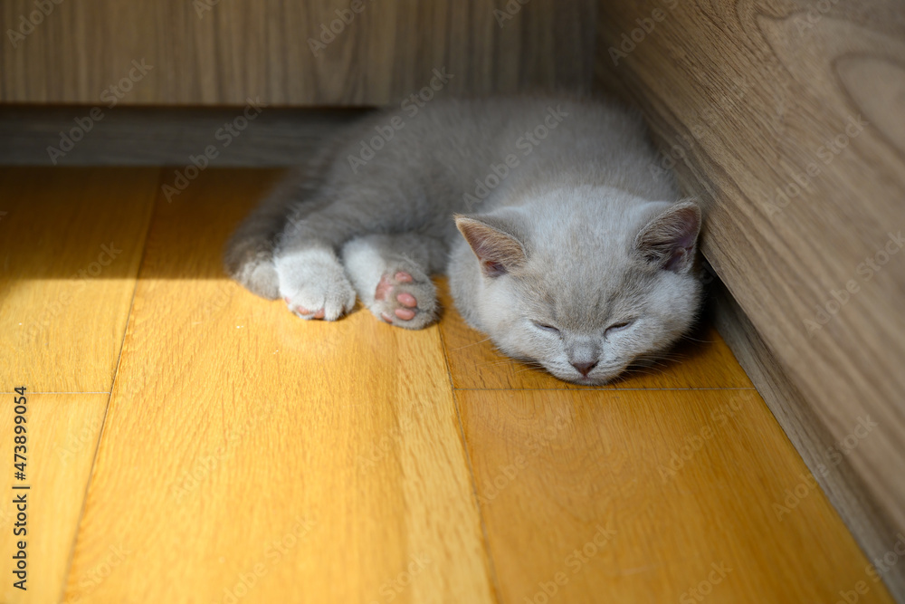 kitten sleeping in corner, lilac british shorthair cat sleeping on wooden floor, front view full body, cute and beautiful kitten with good pedigree