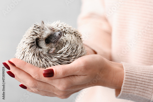 Woman holding cute hedgehog...