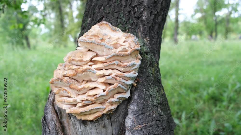 Northern tooth fungus, Climacodon septentrionalis. Mushrooms forming massive rows of clusters