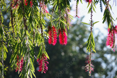 Close-up view of leaves and flowers of a bottlebrush tree in the sunlight photo