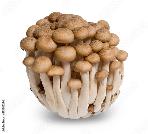 shimeji mushrooms (Hypsizygus tessellatus) on white background.