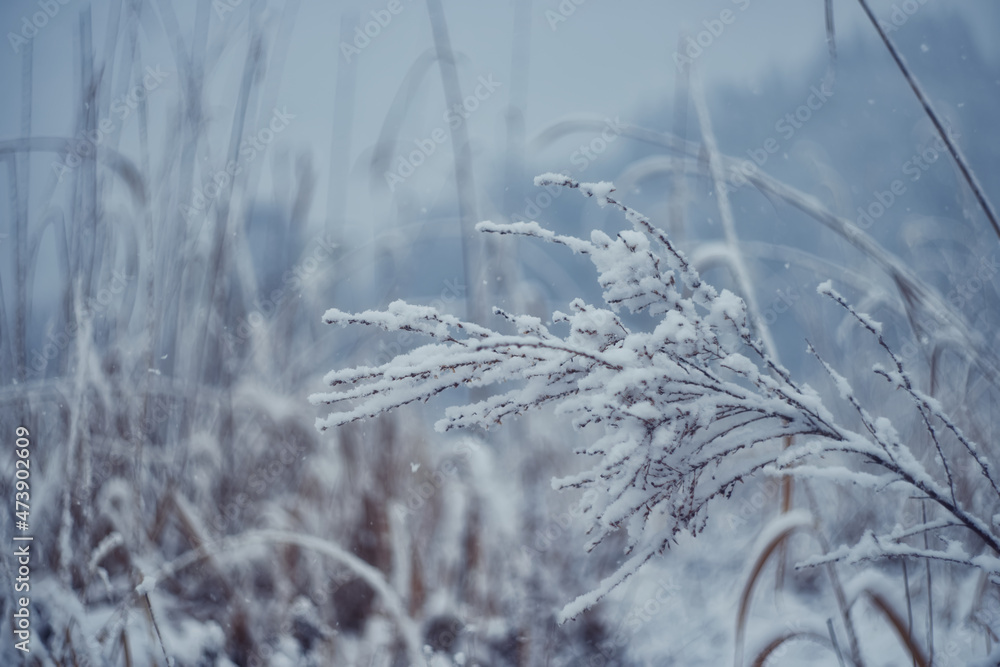 Obraz premium 雪化粧 / Dusted with snow