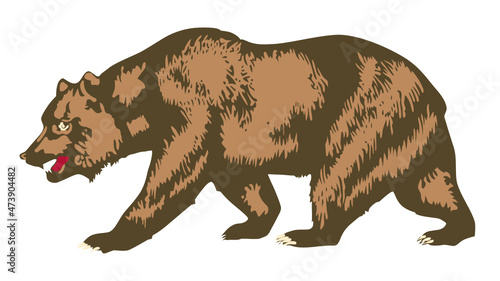 California Bear illustration  photo