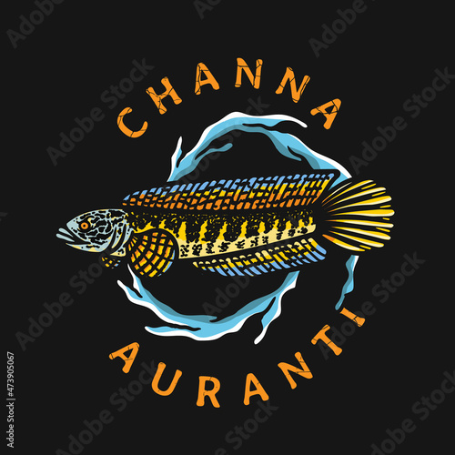 Channa aurantimaculata fish illustration with water surround photo